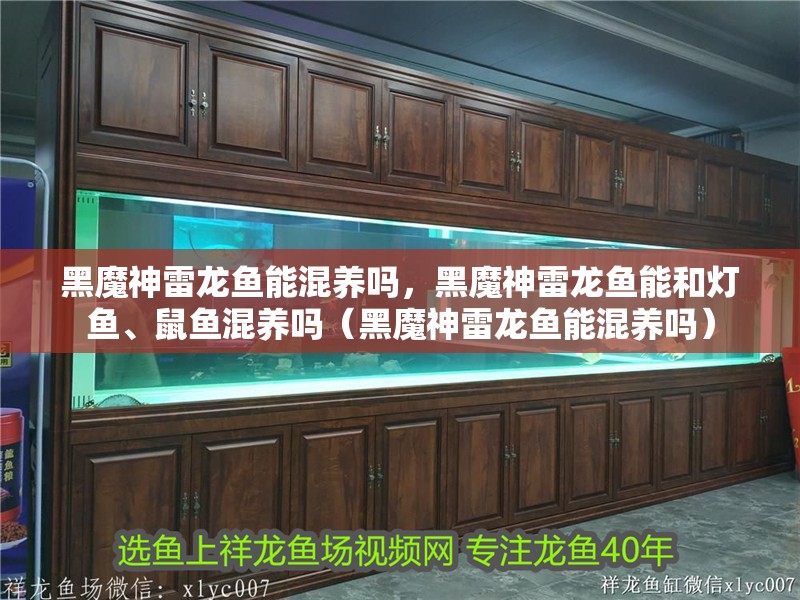 黑魔神雷龍魚能混養嗎，黑魔神雷龍魚能和燈魚、鼠魚混養嗎（黑魔神雷龍魚能混養嗎）