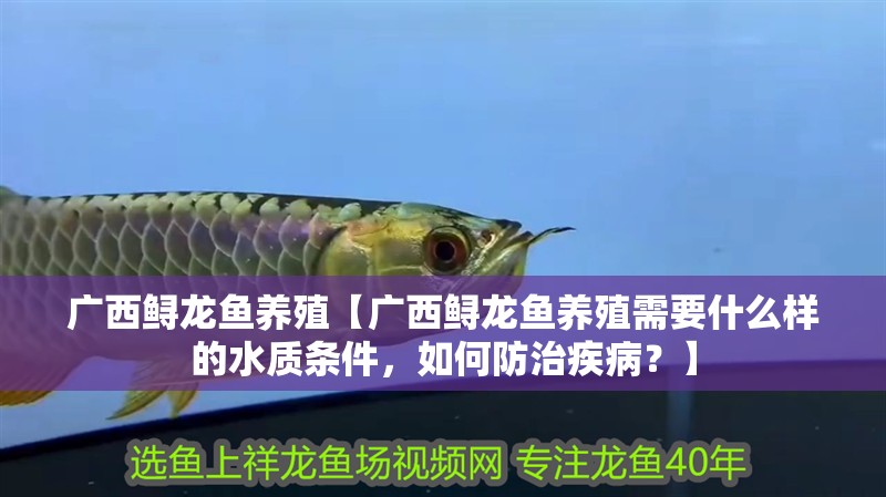 廣西鱘龍魚養殖【廣西鱘龍魚養殖需要什么樣的水質條件，如何防治疾?。俊?></span></p></div><blockquote style='border:1px #d0d4c8 dashed;background-color:#f4f5f6'><p class=