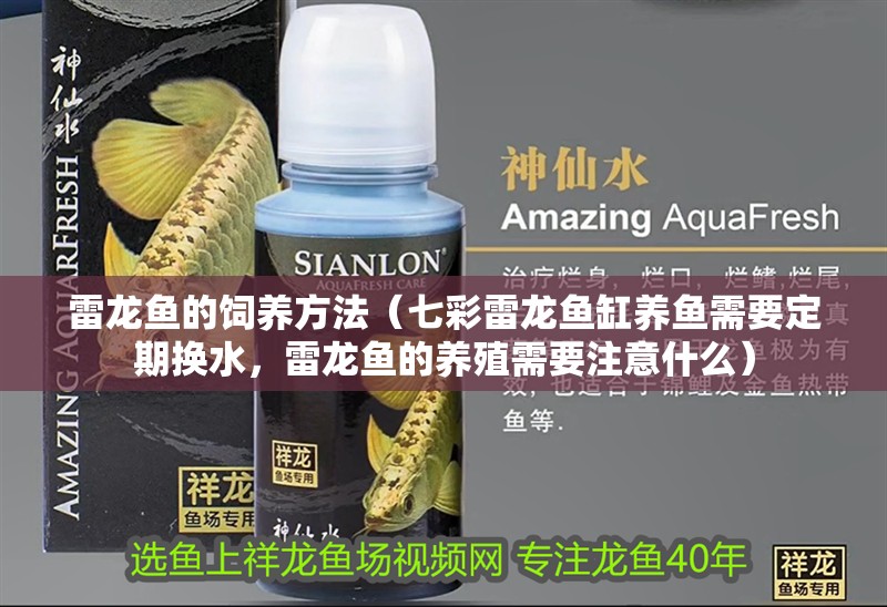 雷龍魚的飼養方法（七彩雷龍魚缸養魚需要定期換水，雷龍魚的養殖需要注意什么）