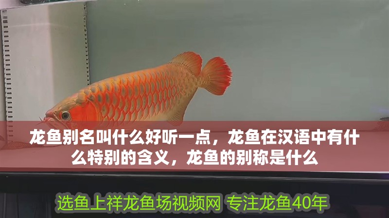 龍魚別名叫什么好聽一點(diǎn)，龍魚在漢語(yǔ)中有什么特別的含義，龍魚的別稱是什么