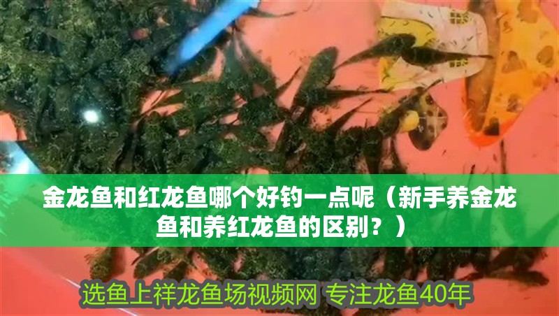 金龍魚和紅龍魚哪個好釣一點(diǎn)呢（新手養(yǎng)金龍魚和養(yǎng)紅龍魚的區(qū)別？）