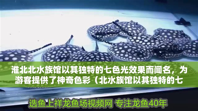 淮北北水族館以其獨特的七色光效果而聞名，為游客提供了神奇色彩（北水族館以其獨特的七色光效果而聞名）