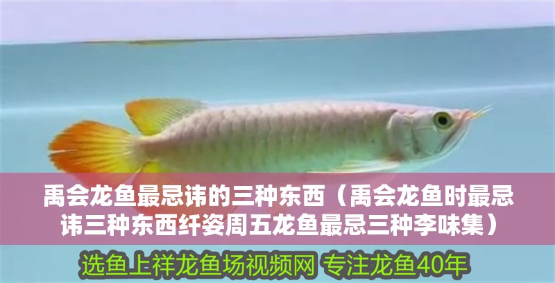 禹會(huì)龍魚最忌諱的三種東西（禹會(huì)龍魚時(shí)最忌諱三種東西纖姿周五龍魚最忌三種李味集）