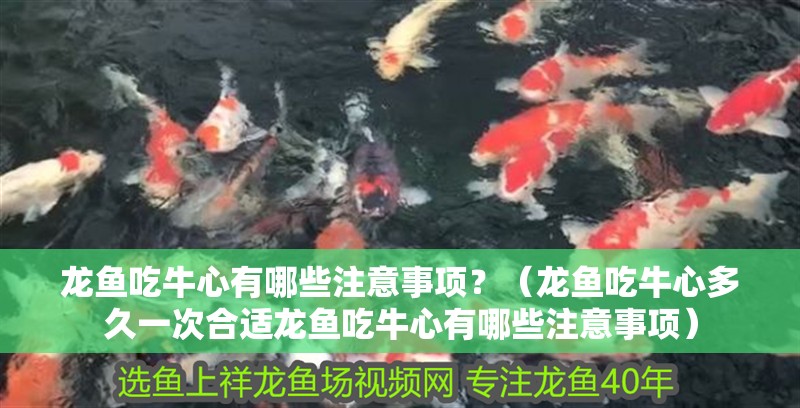 龍魚(yú)吃牛心有哪些注意事項(xiàng)？（龍魚(yú)吃牛心多久一次合適龍魚(yú)吃牛心有哪些注意事項(xiàng)）