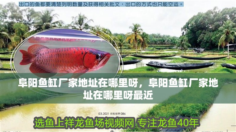 阜陽魚缸廠家地址在哪里呀，阜陽魚缸廠家地址在哪里呀最近