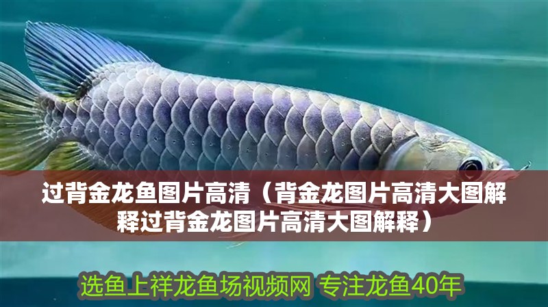 過背金龍魚圖片高清（背金龍圖片高清大圖解釋過背金龍圖片高清大圖解釋）