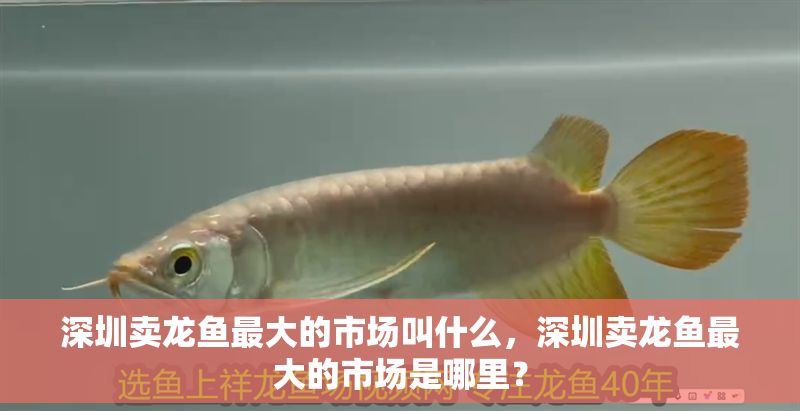深圳賣龍魚最大的市場叫什么，深圳賣龍魚最大的市場是哪里？