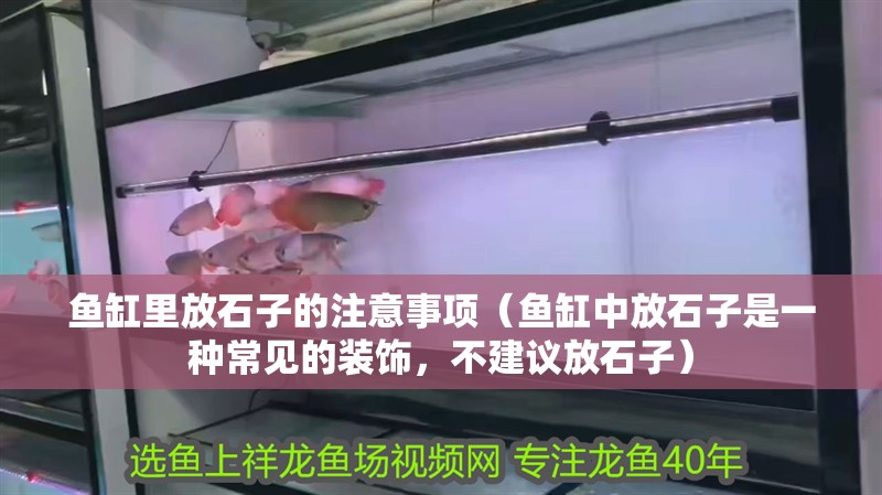 魚缸里放石子的注意事項（魚缸中放石子是一種常見的裝飾，不建議放石子）