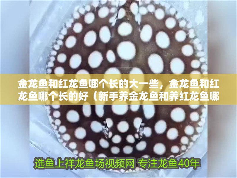 金龍魚和紅龍魚哪個(gè)長(zhǎng)的大一些，金龍魚和紅龍魚哪個(gè)長(zhǎng)的好（新手養(yǎng)金龍魚和養(yǎng)紅龍魚哪個(gè)好）