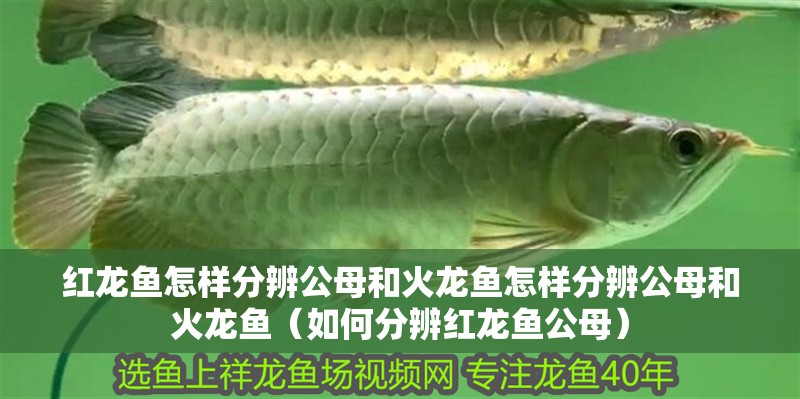 紅龍魚怎樣分辨公母和火龍魚怎樣分辨公母和火龍魚（如何分辨紅龍魚公母）