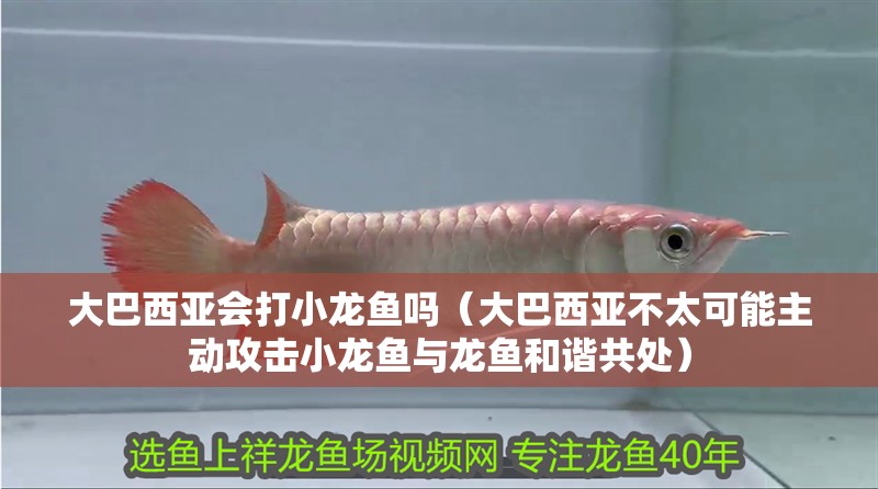 大巴西亞會打小龍魚嗎（大巴西亞不太可能主動攻擊小龍魚與龍魚和諧共處）