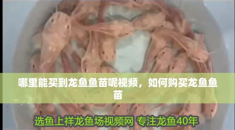 哪里能買到龍魚魚苗呢視頻，如何購買龍魚魚苗