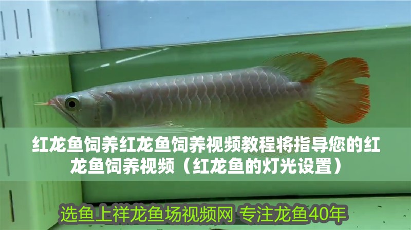 紅龍魚飼養紅龍魚飼養視頻教程將指導您的紅龍魚飼養視頻（紅龍魚的燈光設置）