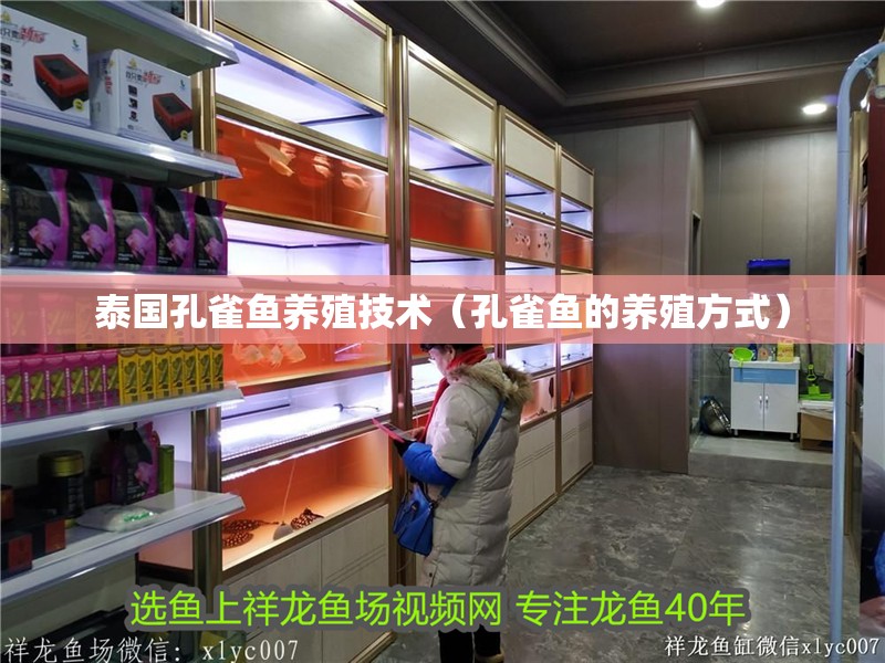 泰國孔雀魚養殖技術（孔雀魚的養殖方式）