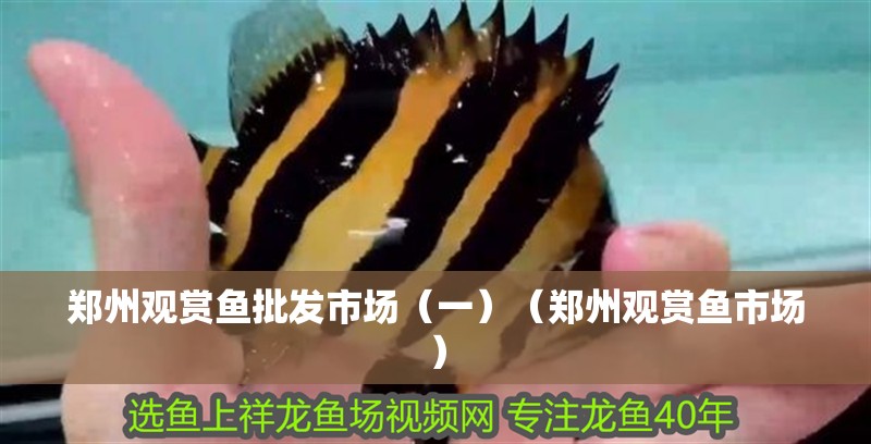鄭州觀賞魚(yú)批發(fā)市場(chǎng)（一）（鄭州觀賞魚(yú)市場(chǎng)）