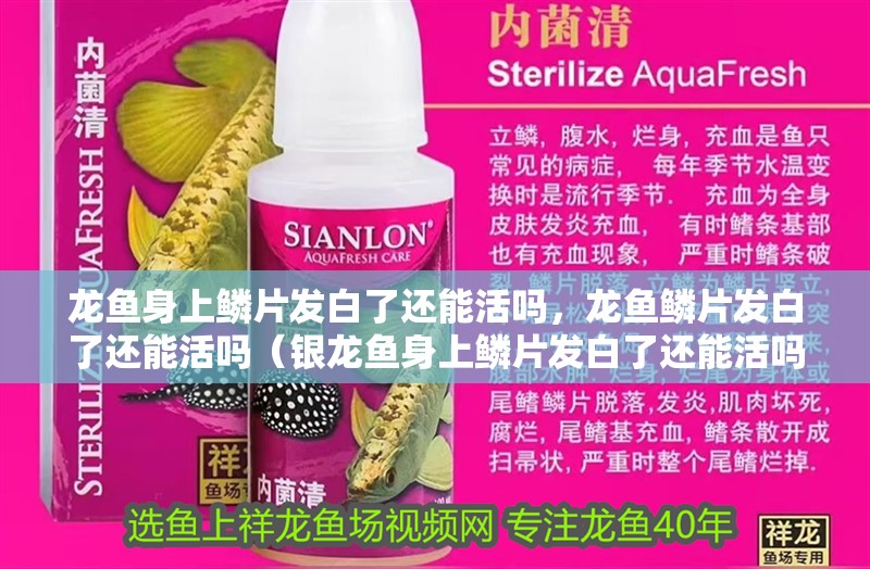 龍魚身上鱗片發白了還能活嗎，龍魚鱗片發白了還能活嗎（銀龍魚身上鱗片發白了還能活嗎）