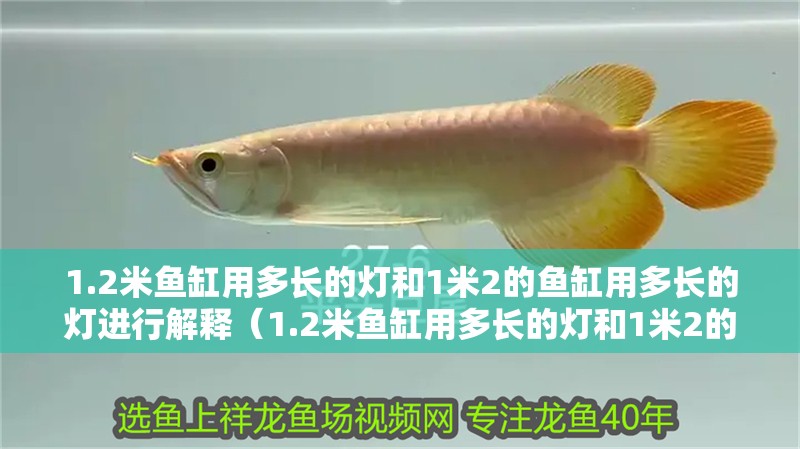 1.2米魚缸用多長的燈和1米2的魚缸用多長的燈進行解釋（1.2米魚缸用多長的燈和1米2的魚缸用多長的燈）
