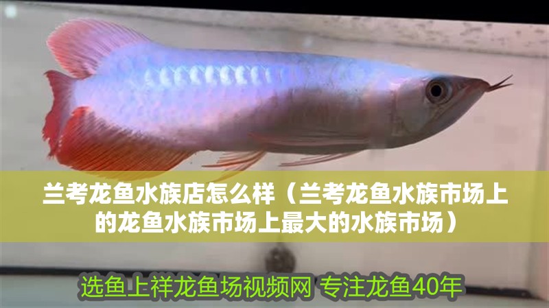 蘭考龍魚水族店怎么樣（蘭考龍魚水族市場上的龍魚水族市場上最大的水族市場）