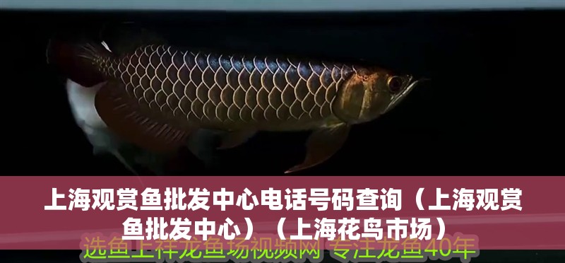 <strong><mark>上海</mark></strong>觀賞魚批發中心電話號碼查詢（<strong><mark>上海</mark></strong>觀賞魚批發中心）（<strong><mark>上海</mark></strong>花鳥市場）
