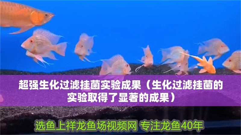 超強(qiáng)生化過濾掛菌實(shí)驗(yàn)成果（生化過濾掛菌的實(shí)驗(yàn)取得了顯著的成果）