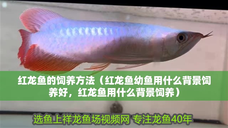 紅龍魚的飼養(yǎng)方法（紅龍魚幼魚用什么背景飼養(yǎng)好，紅龍魚用什么背景飼養(yǎng)）