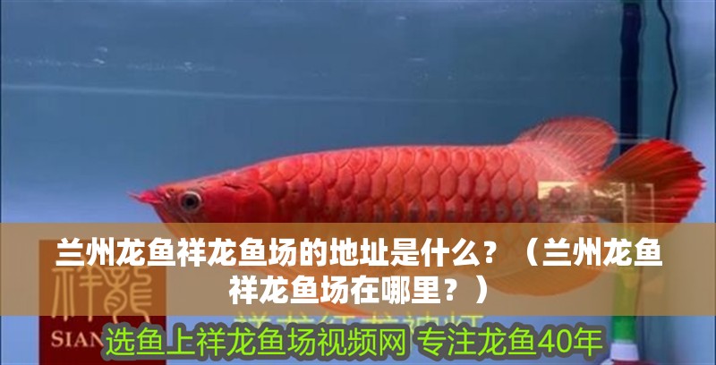蘭州龍魚祥龍魚場的地址是什么？（蘭州龍魚祥龍魚場在哪里？）