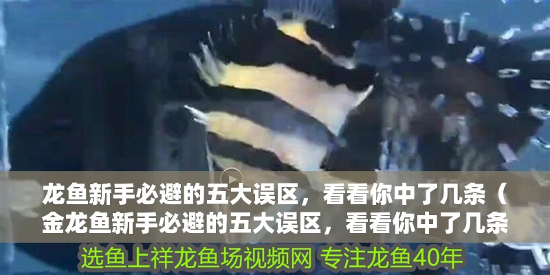 龍魚(yú)新手必避的五大誤區(qū)，看看你中了幾條（金龍魚(yú)新手必避的五大誤區(qū)，看看你中了幾條）