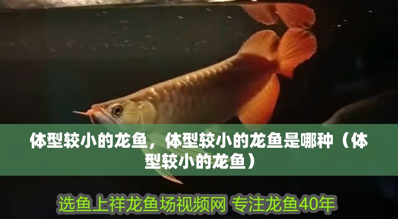 體型較小的龍魚，體型較小的龍魚是哪種（體型較小的龍魚）