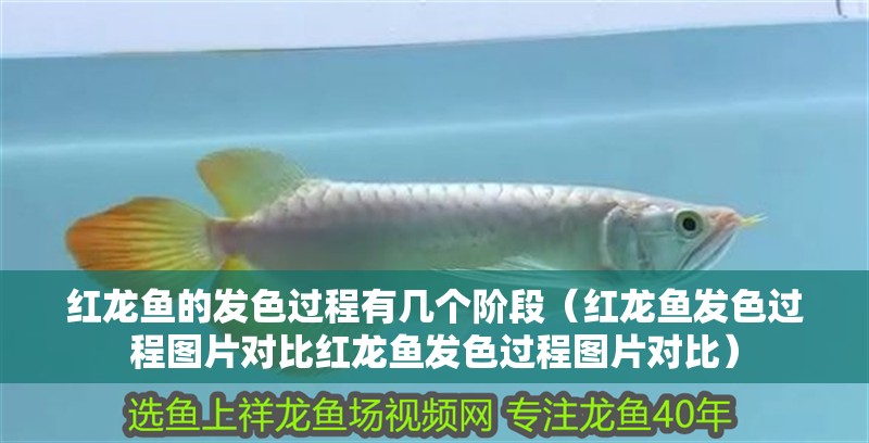 紅龍魚的發(fā)色過程有幾個階段（紅龍魚發(fā)色過程圖片對比紅龍魚發(fā)色過程圖片對比）