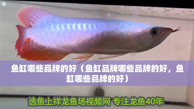魚缸哪些品牌的好（魚缸品牌哪些品牌的好，魚缸哪些品牌的好）