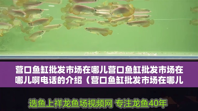 營口魚缸批發(fā)市場在哪兒營口魚缸批發(fā)市場在哪兒啊電話的介紹（營口魚缸批發(fā)市場在哪兒啊電話）