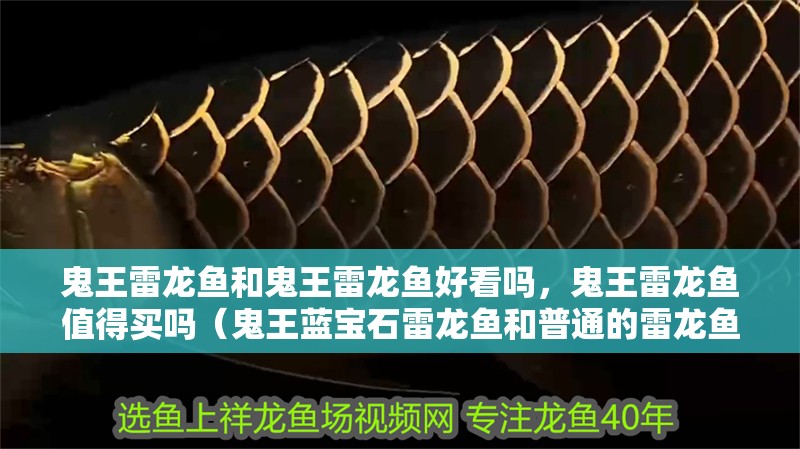 鬼王雷龍魚和鬼王雷龍魚好看嗎，鬼王雷龍魚值得買嗎（鬼王藍寶石雷龍魚和普通的雷龍魚有什么區別？）