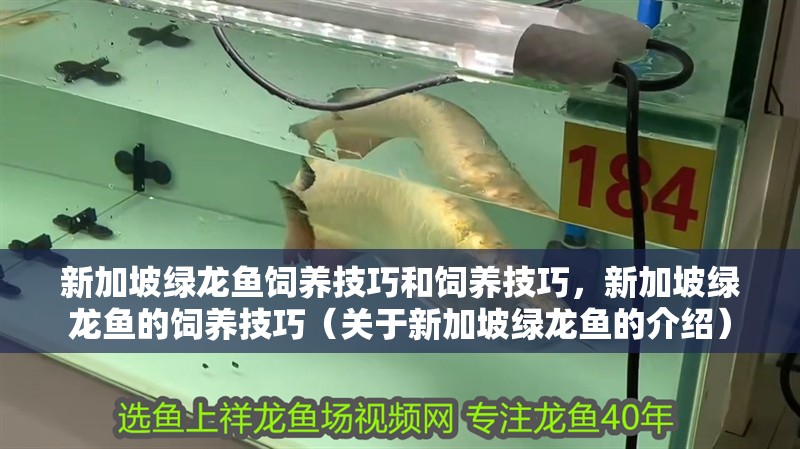 新加坡綠龍魚飼養(yǎng)技巧和飼養(yǎng)技巧,新加坡綠龍魚的飼養(yǎng)技巧(關(guān)于新加坡綠龍魚的介紹) 觀賞魚百科 第2張 新加坡綠龍魚飼養(yǎng)技巧和飼養(yǎng)技巧,新加坡綠龍魚的飼養(yǎng)技巧(關(guān)于新加坡綠龍魚的介紹) 新加坡綠龍魚飼養(yǎng)技巧和飼養(yǎng)技巧,新加坡綠龍魚的飼養(yǎng)技巧(關(guān)于新加坡綠龍魚的介紹) 觀賞魚百科 第2張