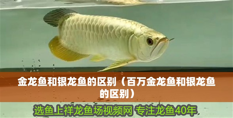 金龍魚(yú)和銀龍魚(yú)的區(qū)別（百萬(wàn)金龍魚(yú)和銀龍魚(yú)的區(qū)別）