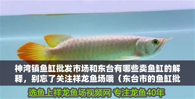 神灣鎮(zhèn)魚缸批發(fā)市場和東臺有哪些賣魚缸的解釋，別忘了關(guān)注祥龍魚場哦（東臺市的魚缸批發(fā)市場）