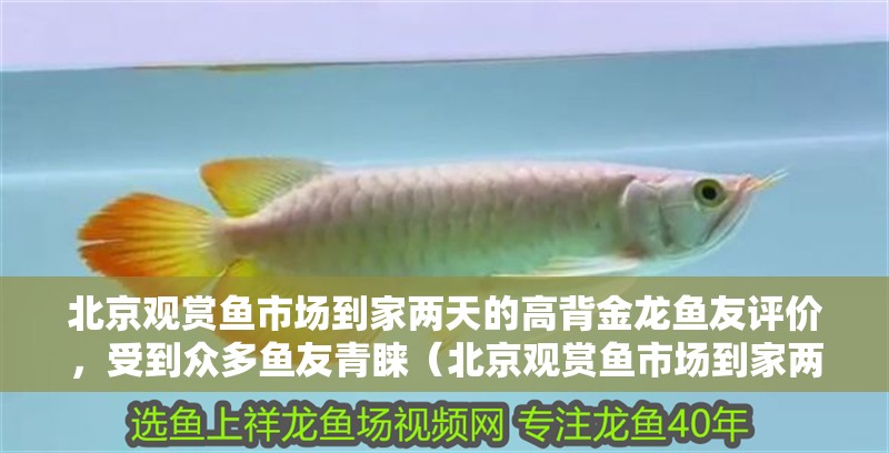 北京觀賞魚市場到家兩天的高背金龍魚友評價，受到眾多魚友青睞（北京觀賞魚市場到家兩天的高背金龍魚友看看這魚咋樣）