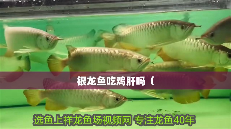 銀龍魚吃雞肝嗎（