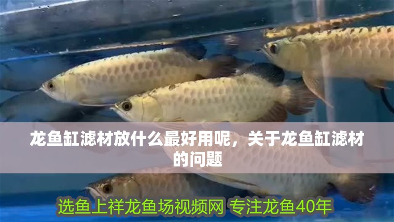 龍魚缸濾材放什么最好用呢，關于龍魚缸濾材的問題