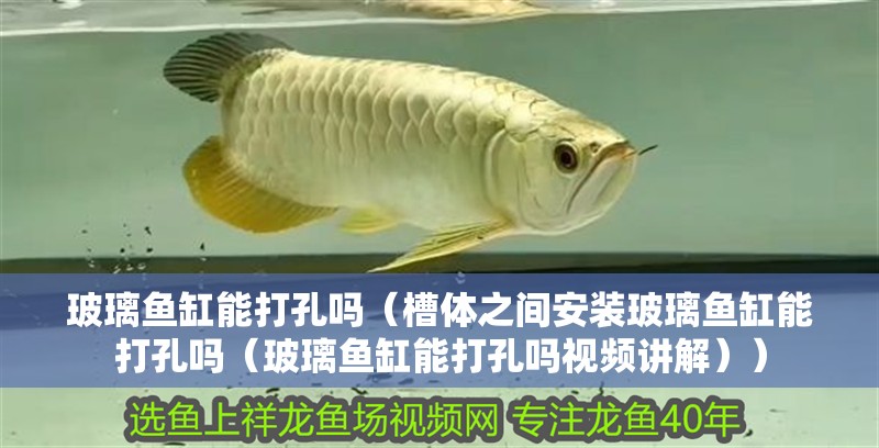 玻璃魚缸能打孔嗎（槽體之間安裝玻璃魚缸能打孔嗎（玻璃魚缸能打孔嗎視頻講解））