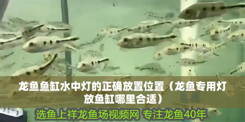 龍魚魚缸水中燈的正確放置位置（龍魚專用燈放魚缸哪里合適）