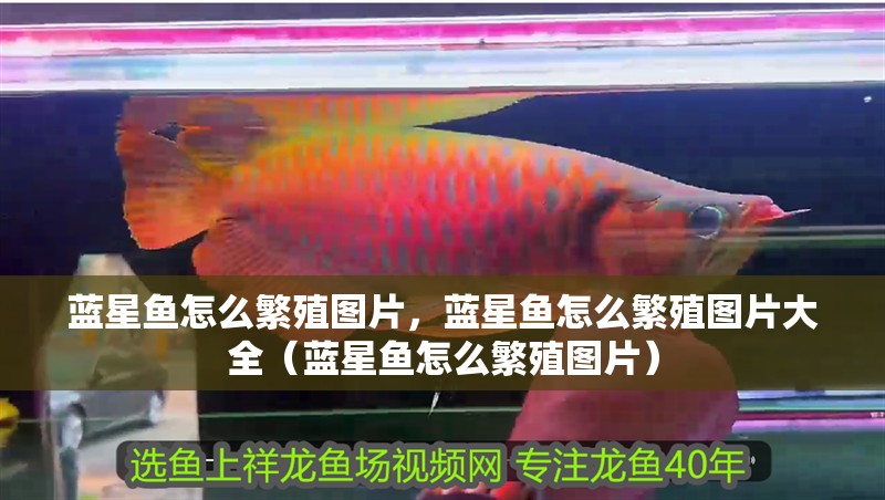 藍星魚怎么繁殖圖片，藍星魚怎么繁殖圖片大全（藍星魚怎么繁殖圖片）