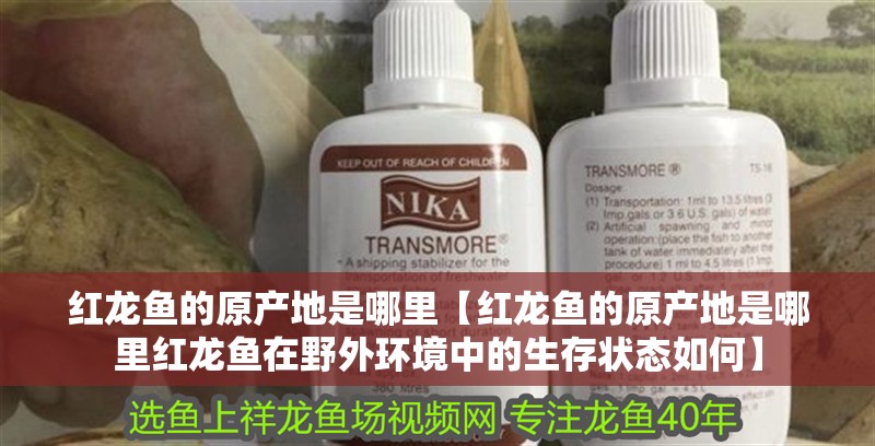 紅龍魚的原產地是哪里【紅龍魚的原產地是哪里紅龍魚在野外環境中的生存狀態如何】