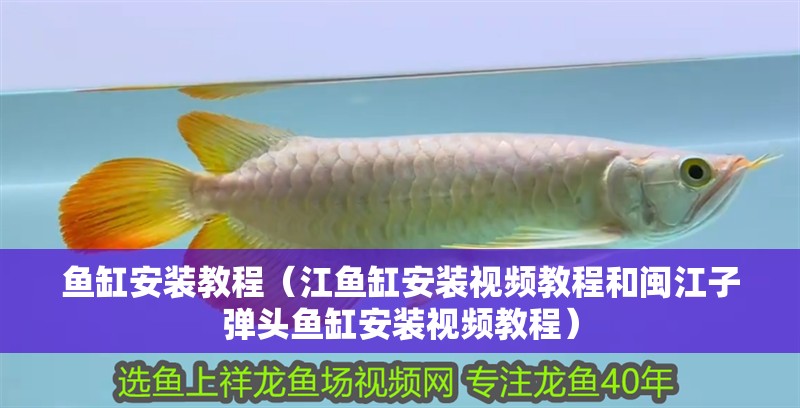 魚缸安裝教程（江魚缸安裝視頻教程和閩江子彈頭魚缸安裝視頻教程）
