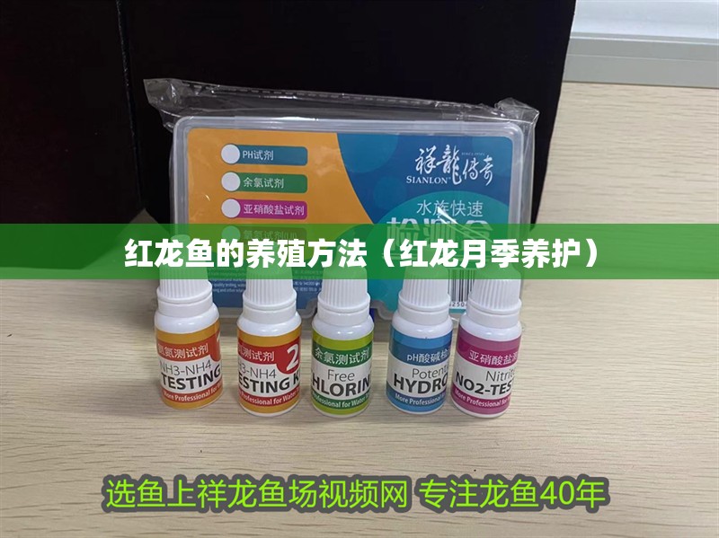 紅龍魚的養(yǎng)殖方法(紅龍?jiān)录攫B(yǎng)護(hù)) 觀賞魚百科 第2張 紅龍魚的養(yǎng)殖方法(紅龍?jiān)录攫B(yǎng)護(hù)) 紅龍魚的養(yǎng)殖方法(紅龍?jiān)录攫B(yǎng)護(hù)) 觀賞魚百科 第2張