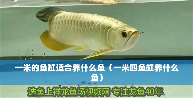 一米的魚缸適合養什么魚（一米四魚缸養什么魚）