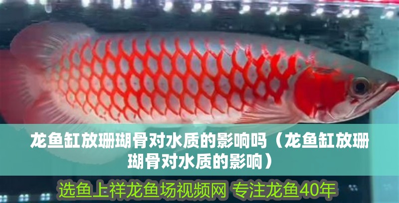 龍魚缸放珊瑚骨對水質(zhì)的影響嗎（龍魚缸放珊瑚骨對水質(zhì)的影響）