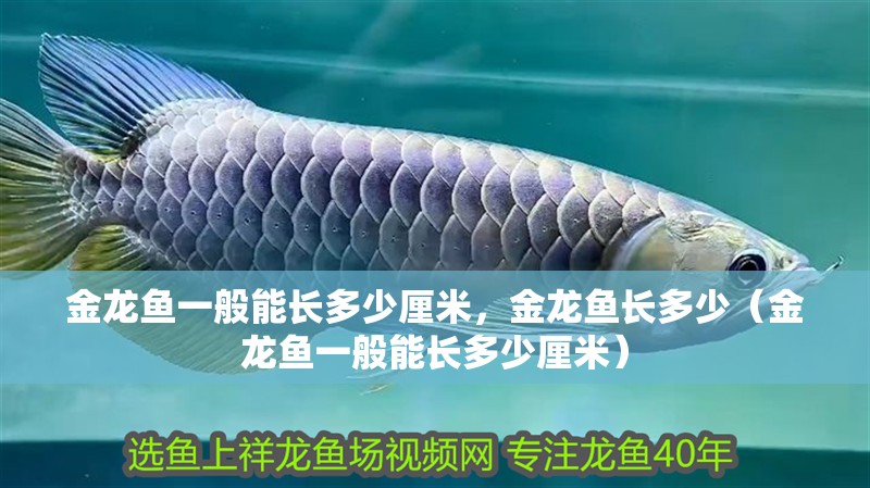 金龍魚(yú)一般能長(zhǎng)多少厘米，金龍魚(yú)長(zhǎng)多少（金龍魚(yú)一般能長(zhǎng)多少厘米）