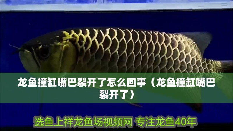 龍魚撞缸嘴巴裂開了怎么回事（龍魚撞缸嘴巴裂開了）
