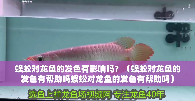 蜈蚣對龍魚的發色有影響嗎？（蜈蚣對龍魚的發色有幫助嗎蜈蚣對龍魚的發色有幫助嗎）