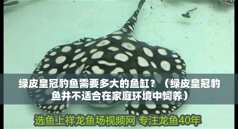 綠皮皇冠豹魚需要多大的魚缸?(綠皮皇冠豹魚并不適合在家庭環境中飼養)